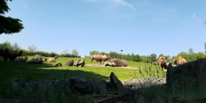 Projektový den mimo MŠ - Návštěva Zoo Ostrava - 1622749079_20210603_105336.jpg