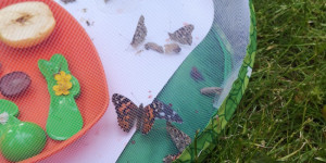 Vývoj motýlka- larva, kukla, vypouštění motýla - 1623414755_IMG_20210603_101622.jpg