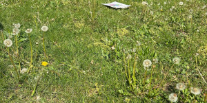 Babička Pampeliška - 1747208103_5a7f3c34-d960-434e-8fdd-9c3bce2a1e5f.jpg