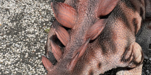 Tajemství Dinoparku🤫🦖 - 1747942104_IMG_1973.jpeg