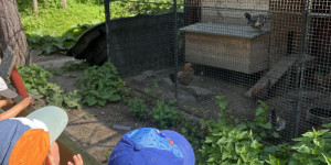 Návštěva minizoo - 1750711908_IMG_4283.jpeg