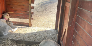 Návštěva minizoo - 1750711910_IMG_4284.jpeg