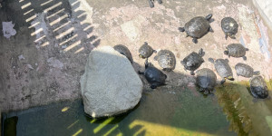 Návštěva minizoo - 1750711940_IMG_4307.jpeg