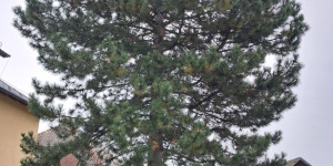 Přání svému oblíbenému stromu - 1760892969_20251014_094934.jpg