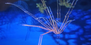 Unisféra Opava - Tajemný oceán 3D - 1773857044_1000054586.jpg