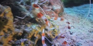 Unisféra Opava - Tajemný oceán 3D - 1773857095_1000054590.jpg